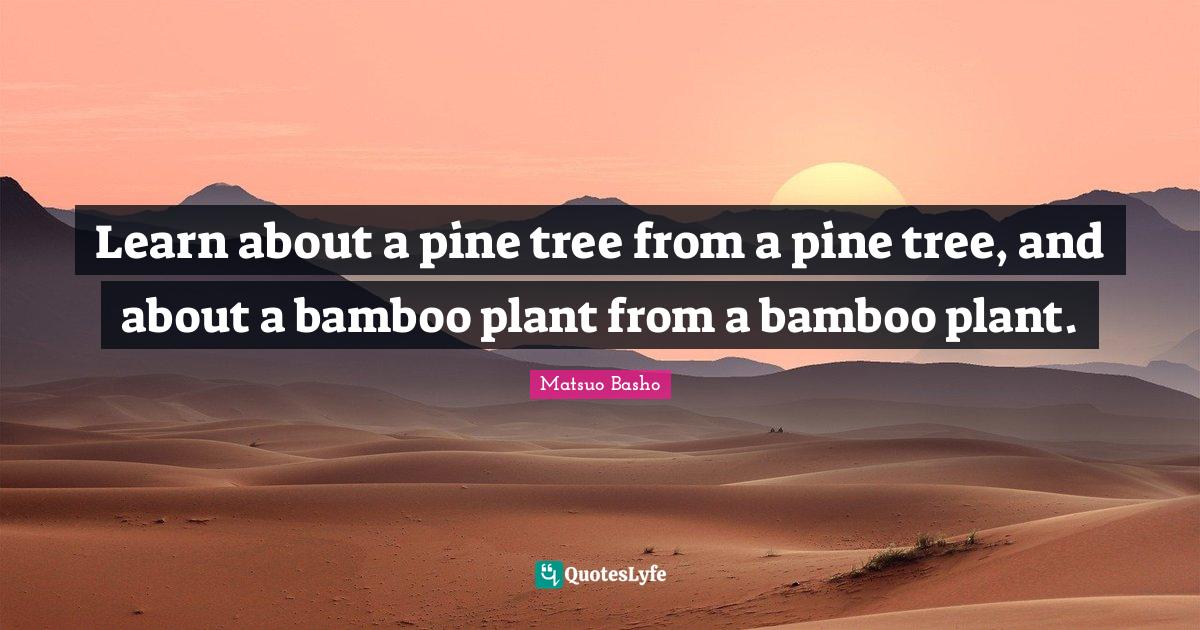 Learn about a pine tree from a pine tree, and about a bamboo plant fro