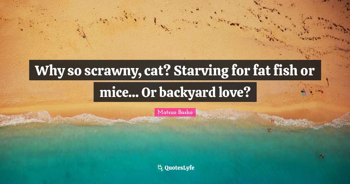 Why so scrawny, cat? Starving for fat fish or mice... Or backyard love