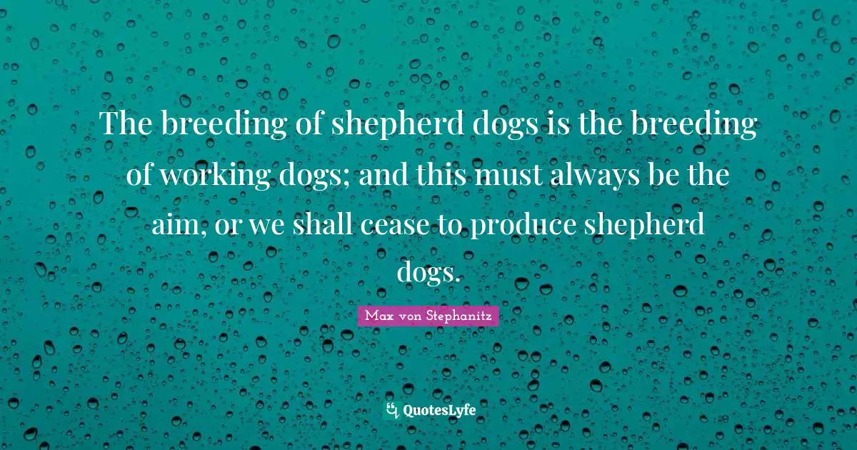 The breeding of shepherd dogs is the breeding of working dogs; and this must always be the aim, or we shall cease to produce shepherd dogs.