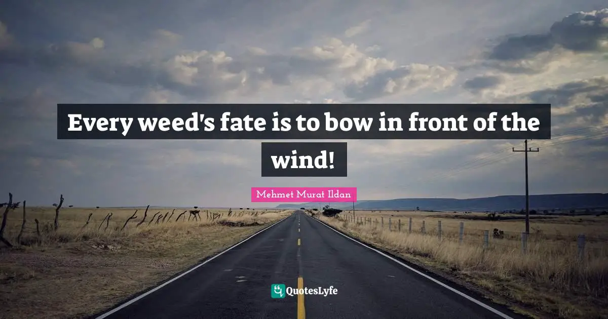 Every weed's fate is to bow in front of the wind!