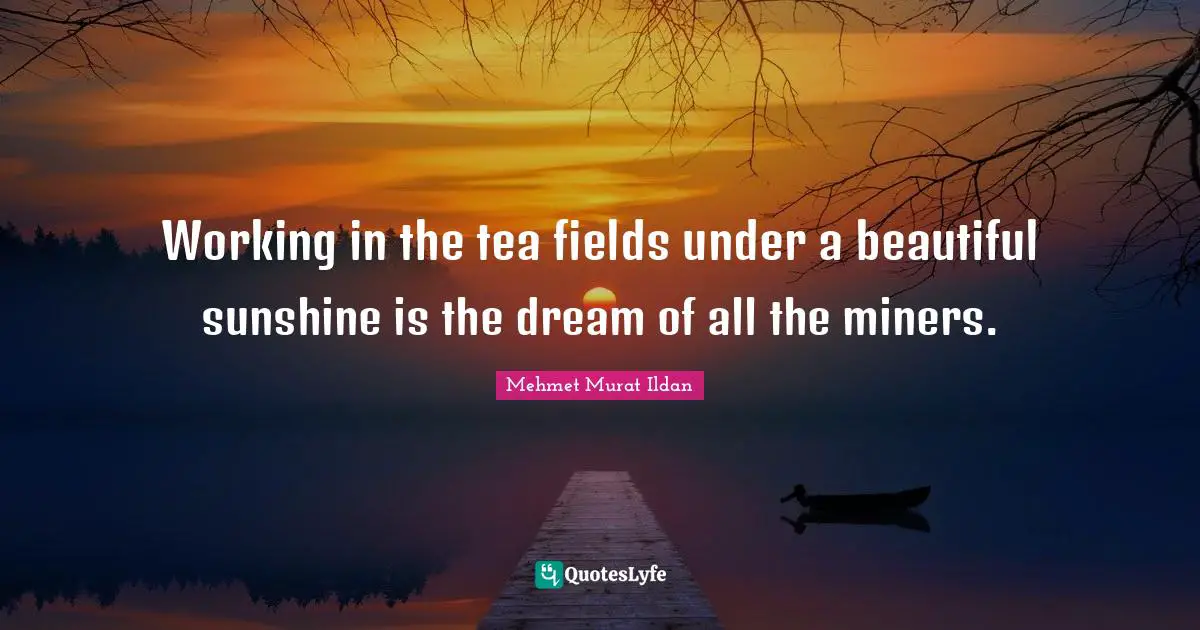 Working in the tea fields under a beautiful sunshine is the dream of all the miners.