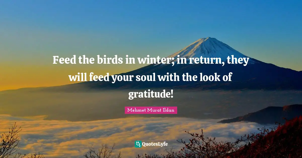 Feed the birds in winter; in return, they will feed your soul with the look of gratitude!