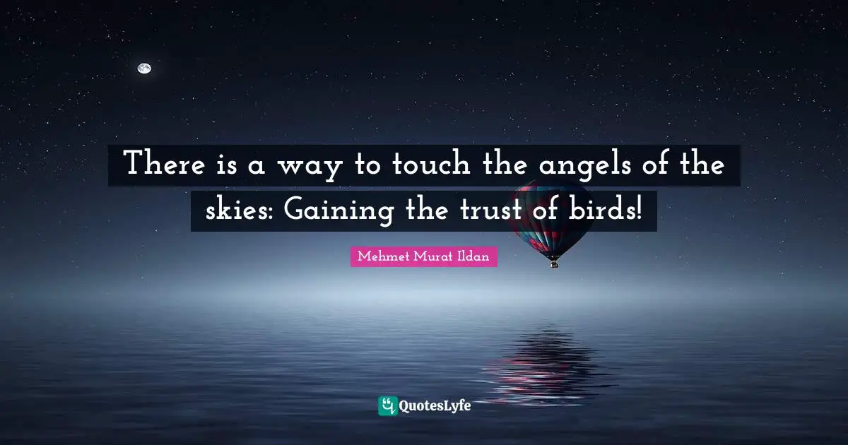 There is a way to touch the angels of the skies: Gaining the trust of birds!