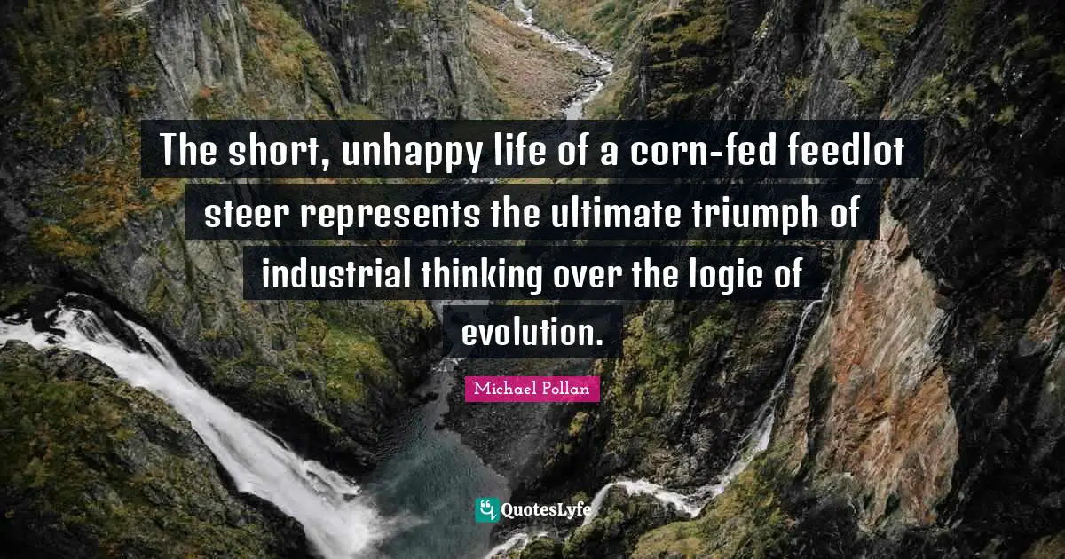 The short, unhappy life of a corn-fed feedlot steer represents the ultimate triumph of industrial thinking over the logic of evolution.