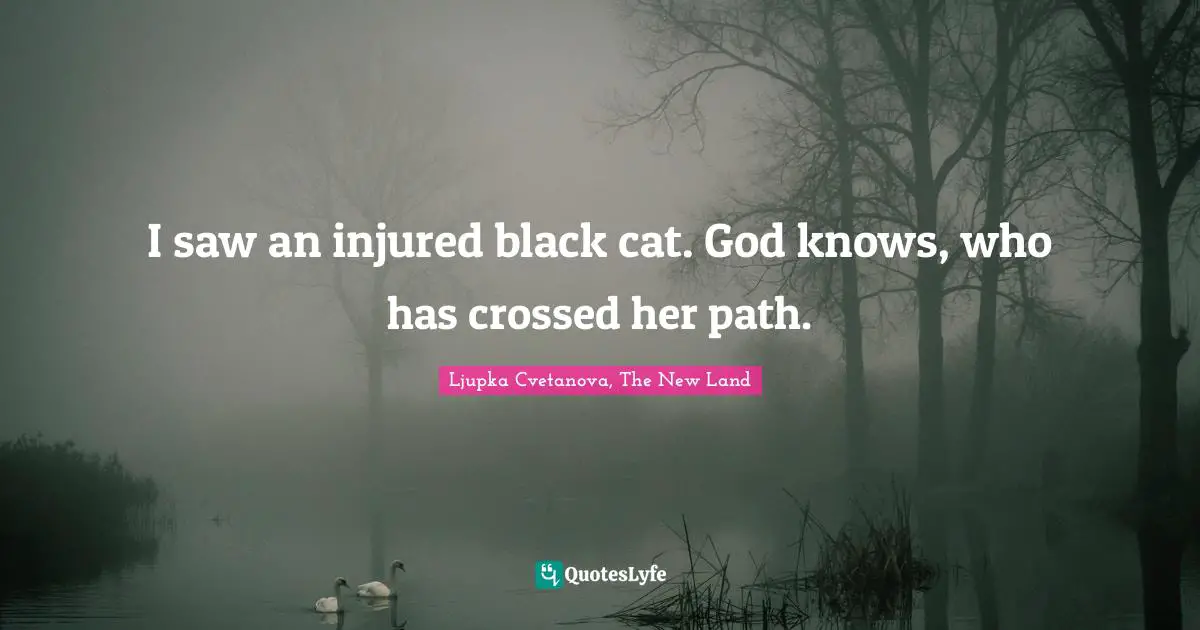 I saw an injured black cat. God knows, who has crossed her path.