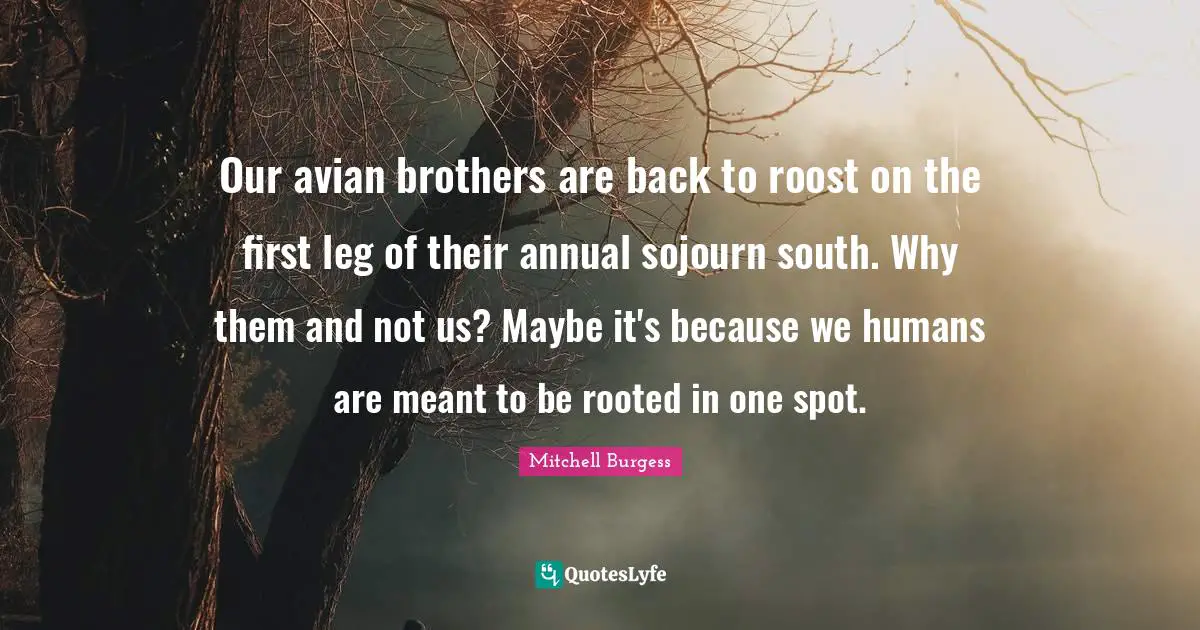 Our avian brothers are back to roost on the first leg of their annual sojourn south. Why them and not us? Maybe it's because we humans are meant to be rooted in one spot.