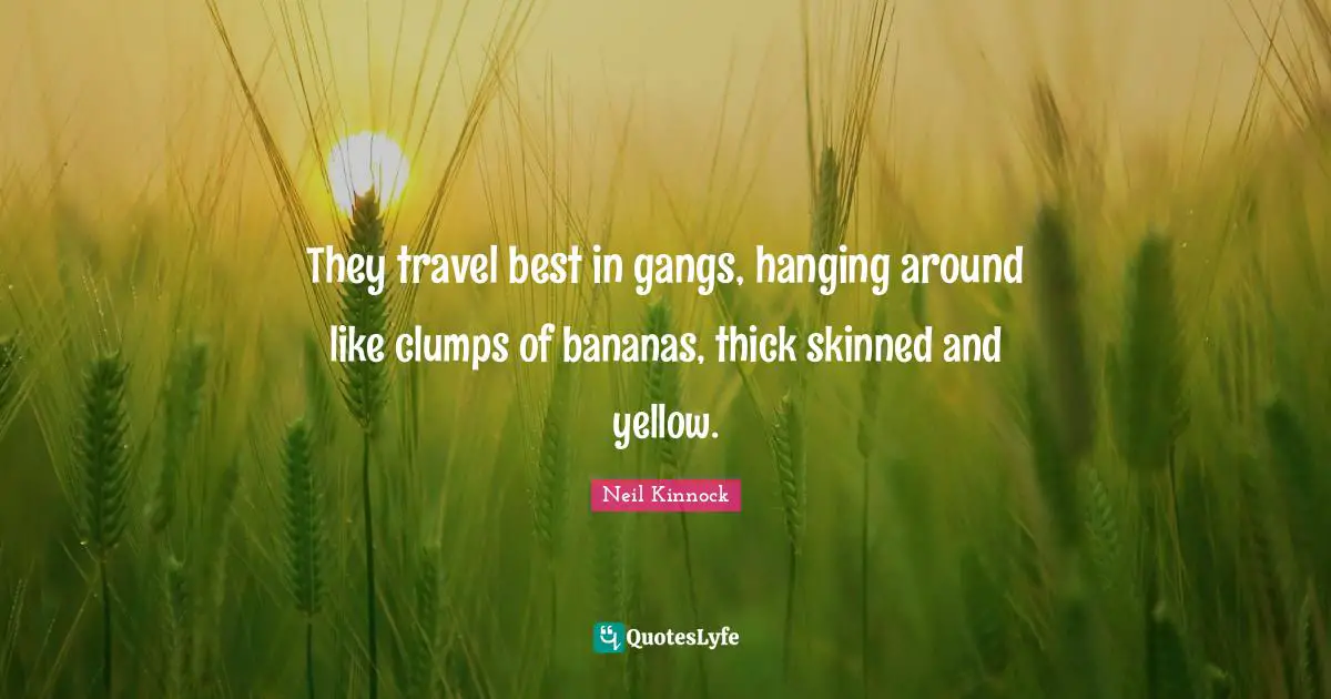 They travel best in gangs, hanging around like clumps of bananas, thick skinned and yellow.