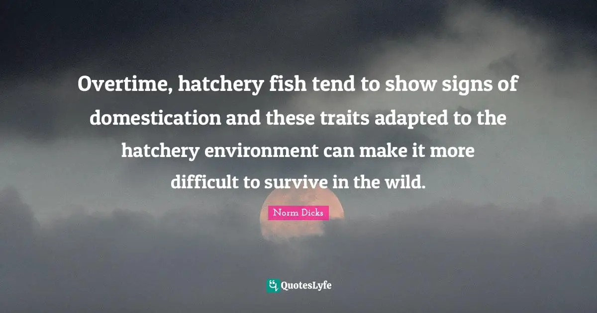 Adapted Quotes: "Overtime, hatchery fish tend to show signs of domestication and these traits adapted to the hatchery environment can make it more difficult to survive in the wild."