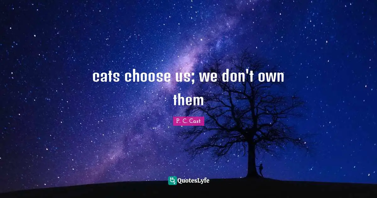 cats choose us; we don't own them