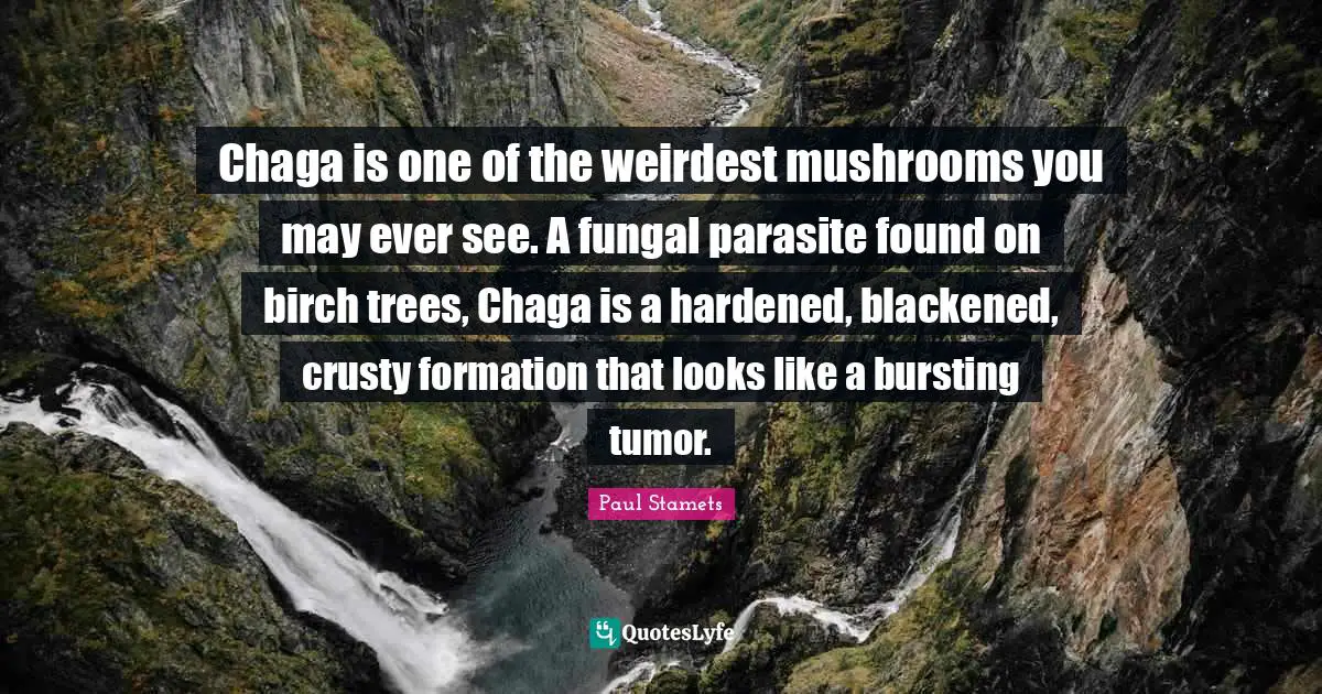 Chaga is one of the weirdest mushrooms you may ever see. A fungal parasite found on birch trees, Chaga is a hardened, blackened, crusty formation that looks like a bursting tumor.