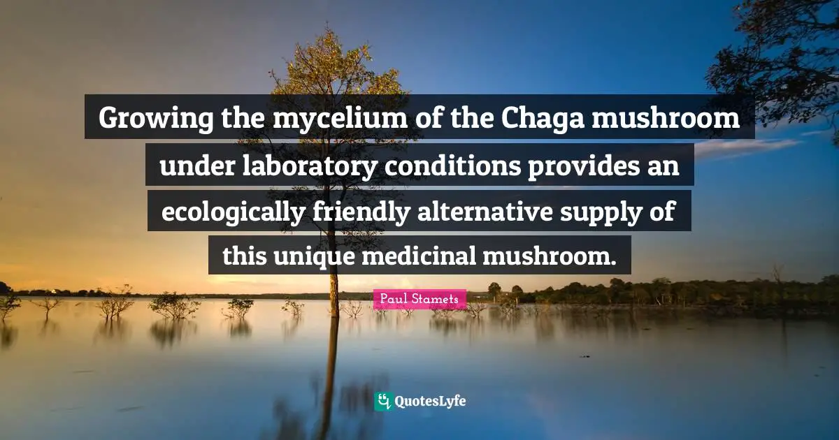 Growing the mycelium of the Chaga mushroom under laboratory conditions provides an ecologically friendly alternative supply of this unique medicinal mushroom.