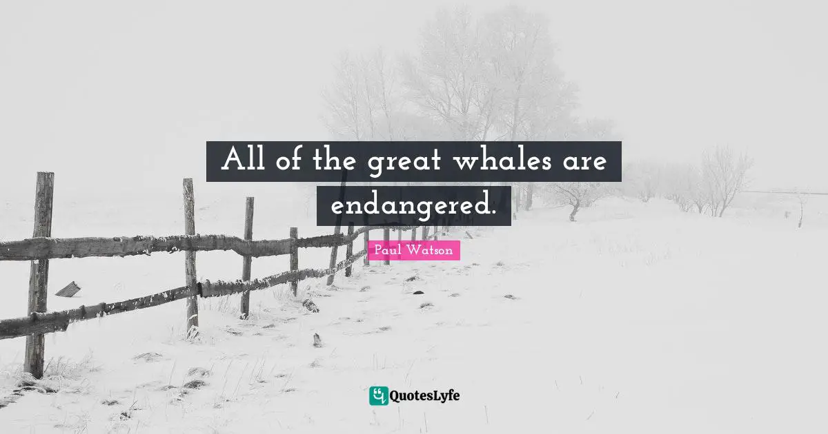 All of the great whales are endangered.