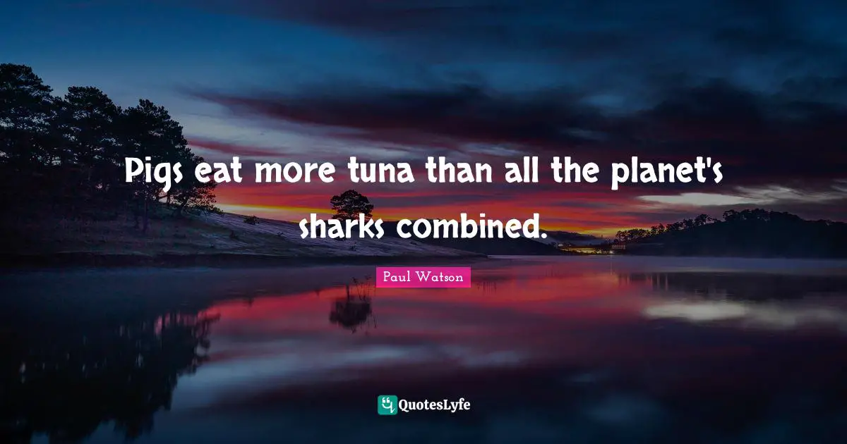 Tuna Quotes: "Pigs eat more tuna than all the planet's sharks combined."
