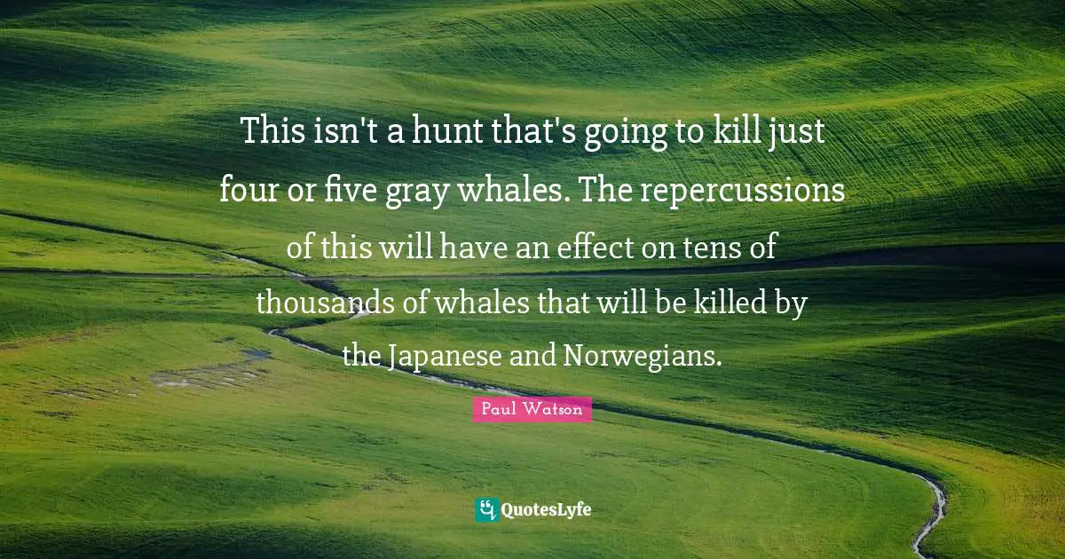 Paul Watson Quotes: This isn't a hunt that's going to kill just four or five gray whales. The repercussions of this will have an effect on tens of thousands of whales that will be killed by the Japanese and Norwegians.