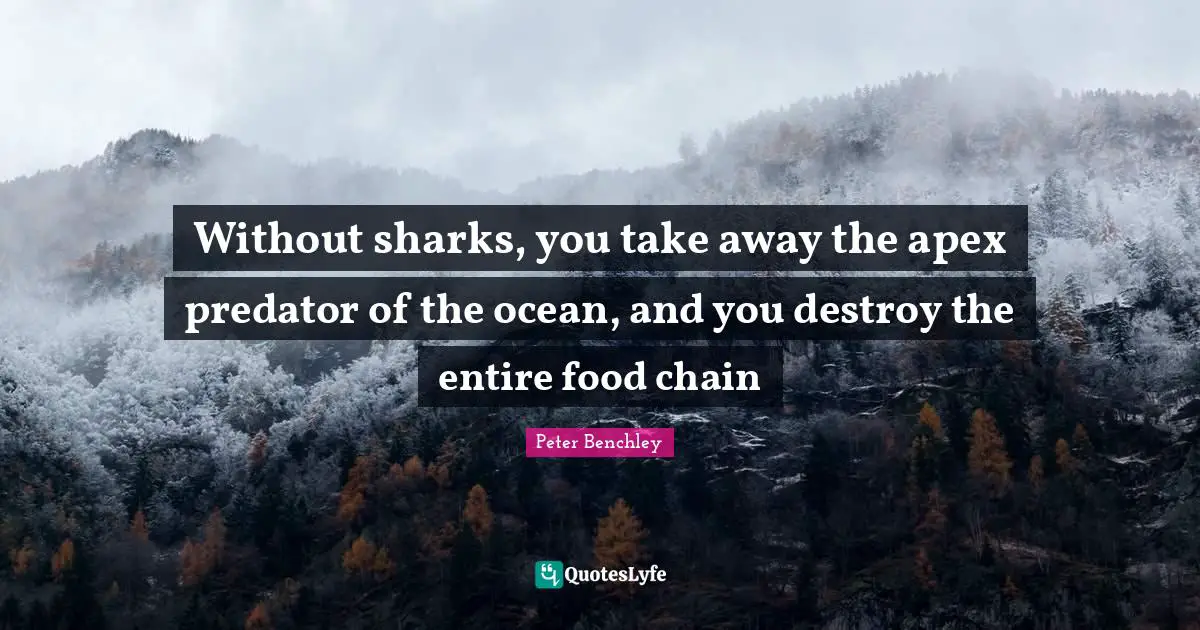 Without sharks, you take away the apex predator of the ocean, and you destroy the entire food chain