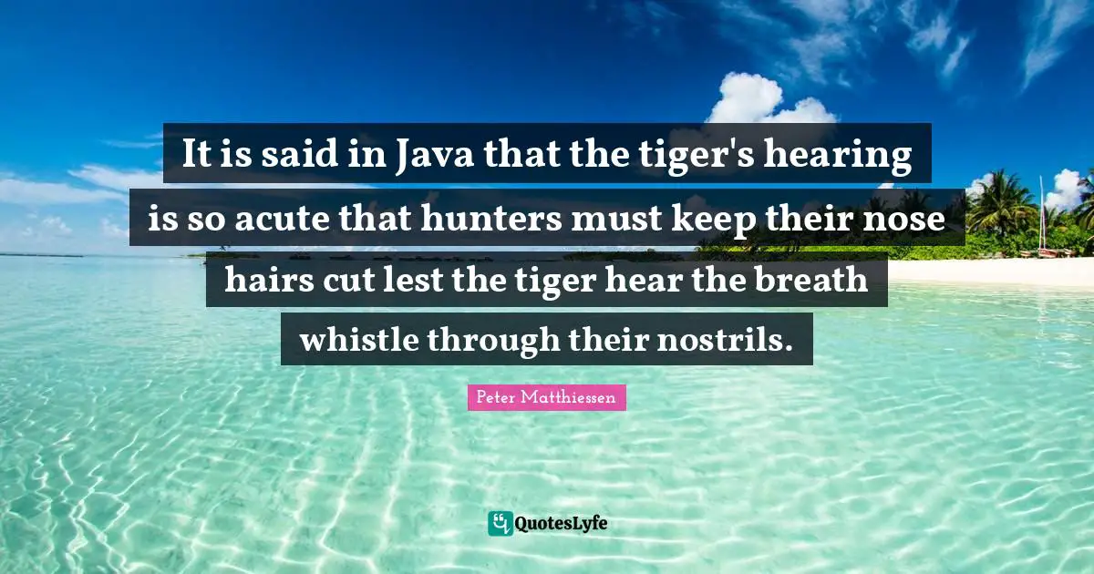 Peter Matthiessen Quotes: "It is said in Java that the tiger's hearing is so acute that hunters must keep their nose hairs cut lest the tiger hear the breath whistle through their nostrils."