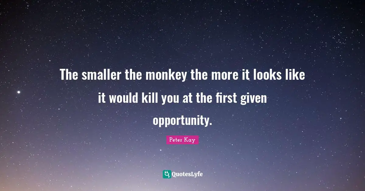 The smaller the monkey the more it looks like it would kill you at the first given opportunity.