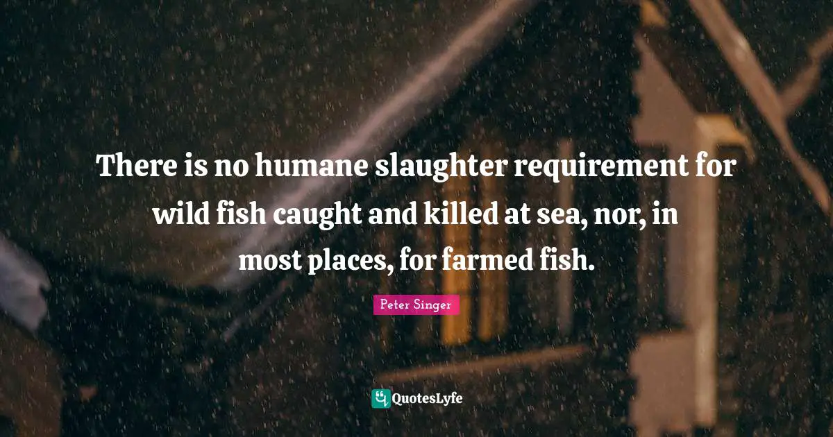 Slaughter Quotes: "There is no humane slaughter requirement for wild fish caught and killed at sea, nor, in most places, for farmed fish."