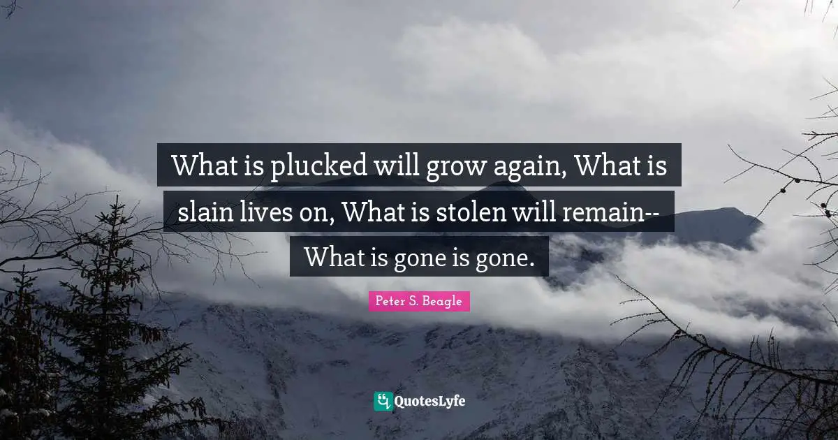 Peter S Beagle Quotes: "What is plucked will grow again, What is slain lives on, What is stolen will remain-- What is gone is gone."