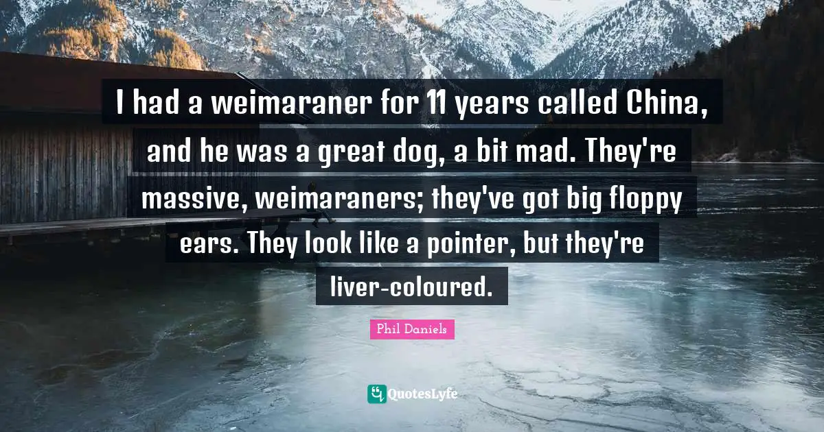 I had a weimaraner for 11 years called China, and he was a great dog, a bit mad. They're massive, weimaraners; they've got big floppy ears. They look like a pointer, but they're liver-coloured.