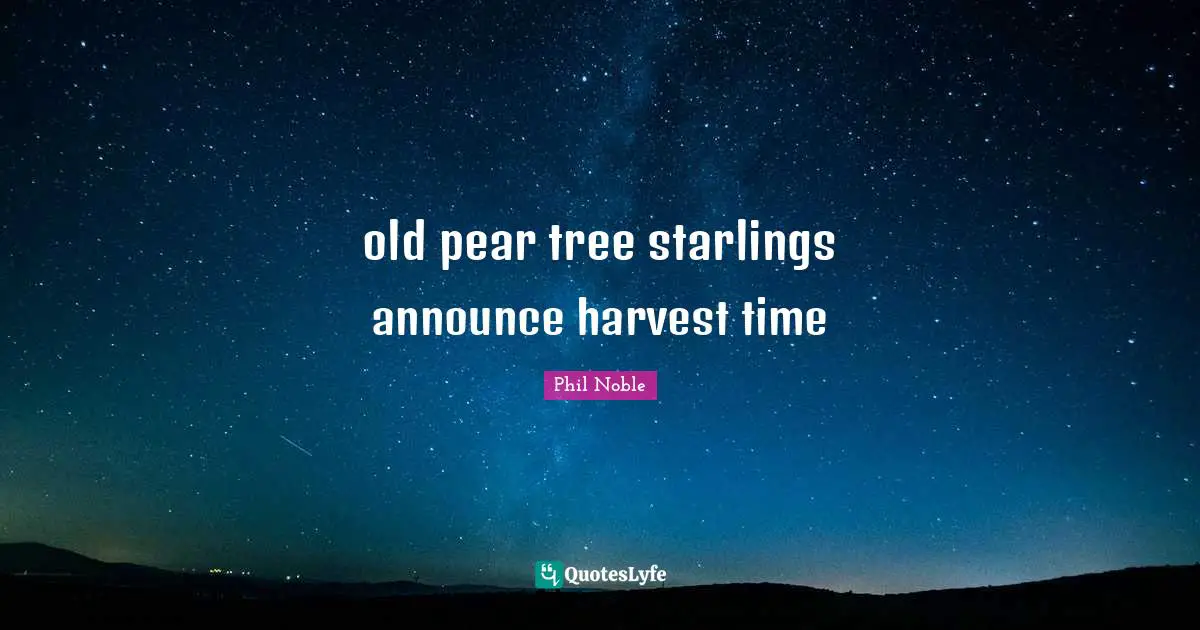 old pear tree starlings announce harvest time