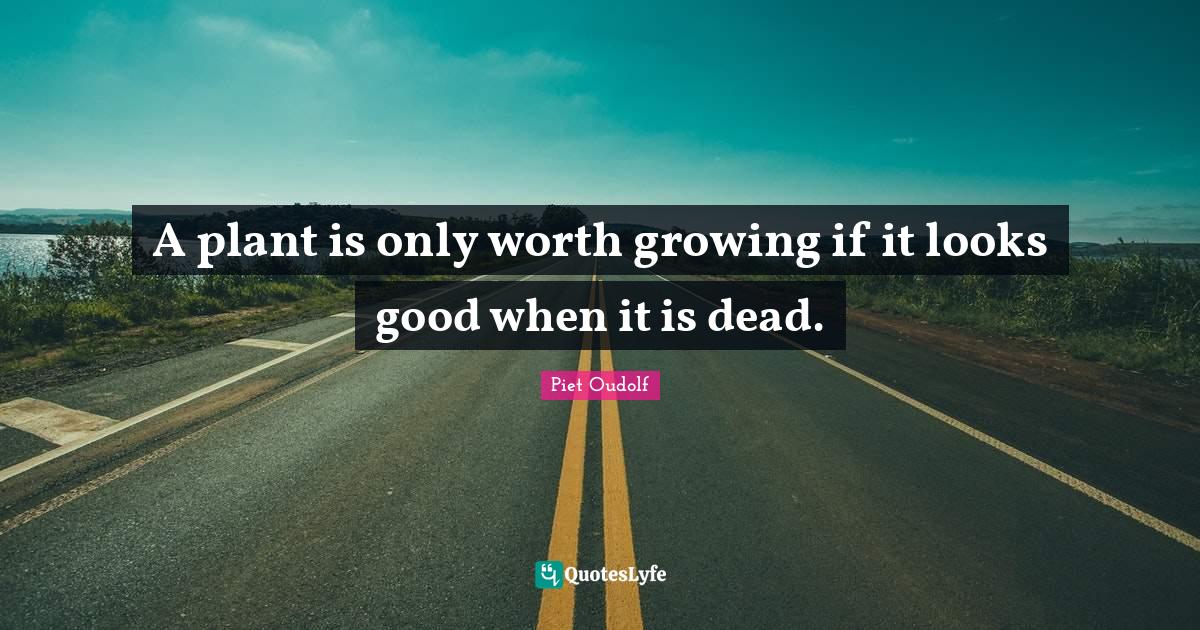A plant is only worth growing if it looks good when it is dead