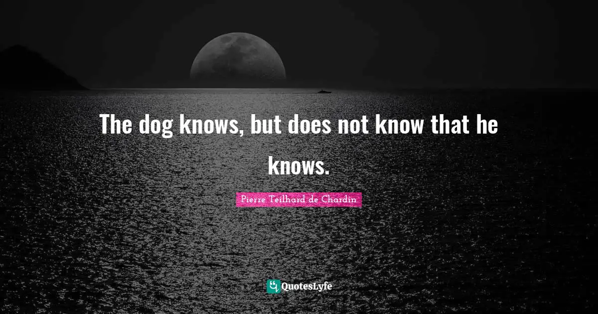 The dog knows, but does not know that he knows.