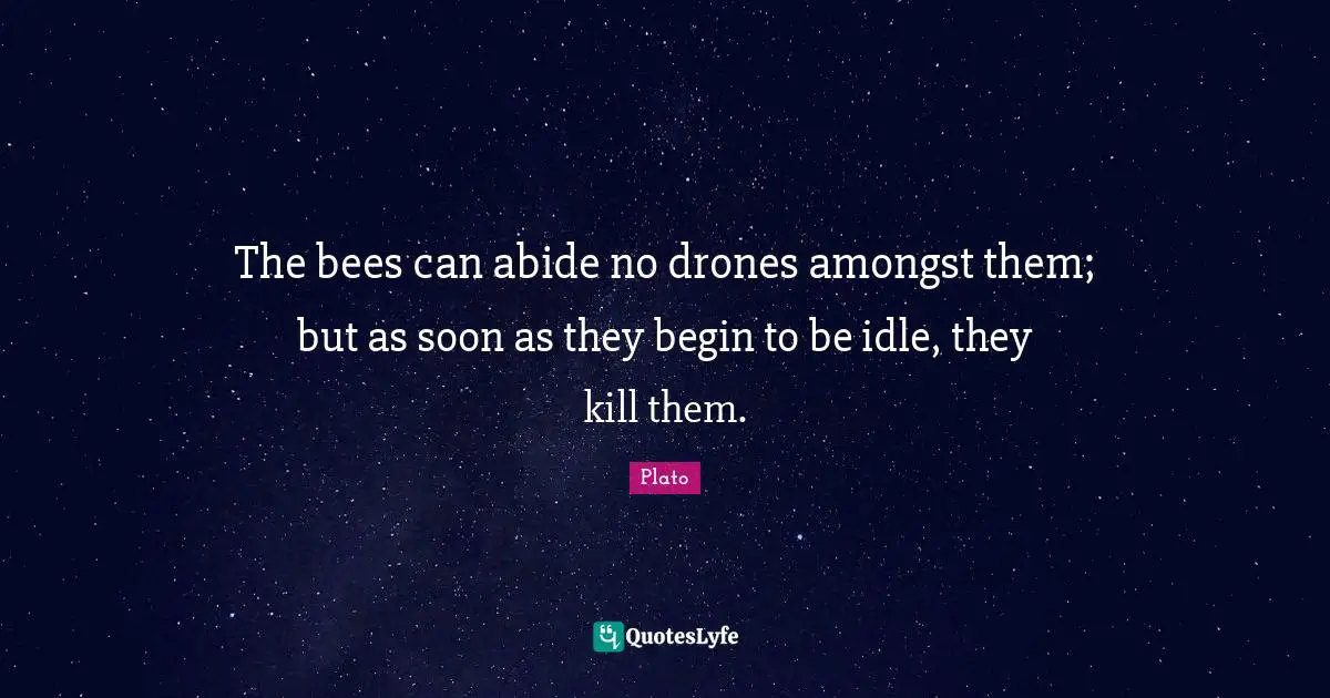 The bees can abide no drones amongst them; but as soon as they begin to be idle, they kill them.