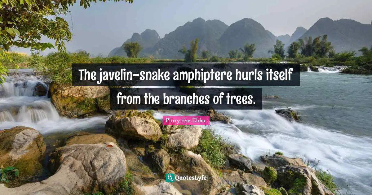 The javelin-snake amphiptere hurls itself from the branches of trees.