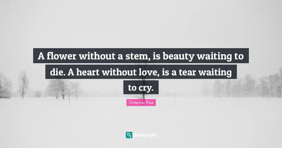 Stem Quotes: "A flower without a stem, is beauty waiting to die. A heart without love, is a tear waiting to cry."