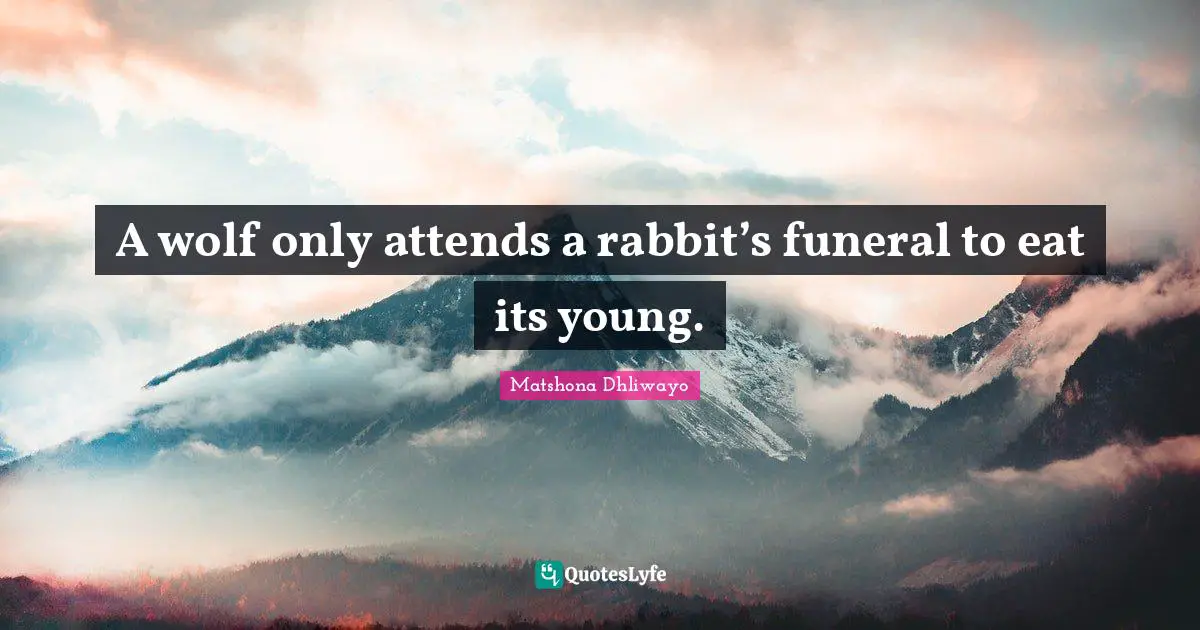 Matshona Dhliwayo Quotes: "A wolf only attends a rabbit’s funeral to eat its young."