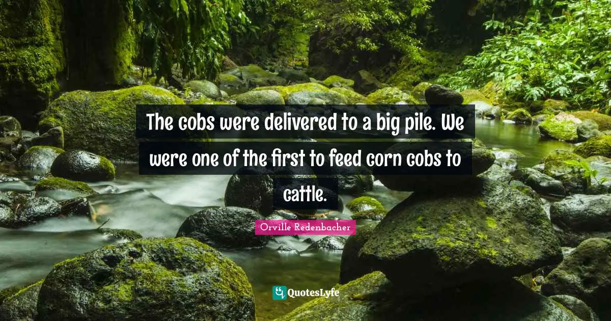 The cobs were delivered to a big pile. We were one of the first to feed corn cobs to cattle.