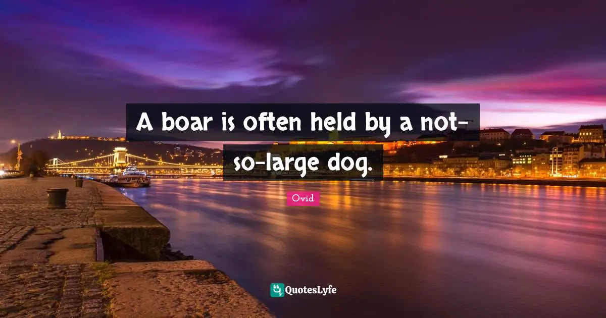 A boar is often held by a not-so-large dog.