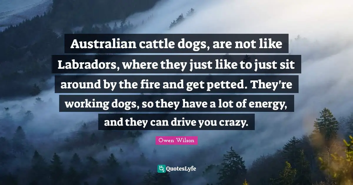 Owen Wilson Quotes: "Australian cattle dogs, are not like Labradors, where they just like to just sit around by the fire and get petted. They're working dogs, so they have a lot of energy, and they can drive you crazy."