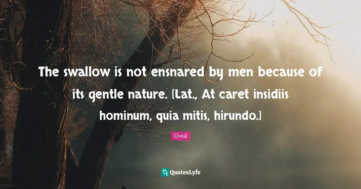 The swallow is not ensnared by men because of its gentle nature. [Lat., At caret insidiis hominum, quia mitis, hirundo.]