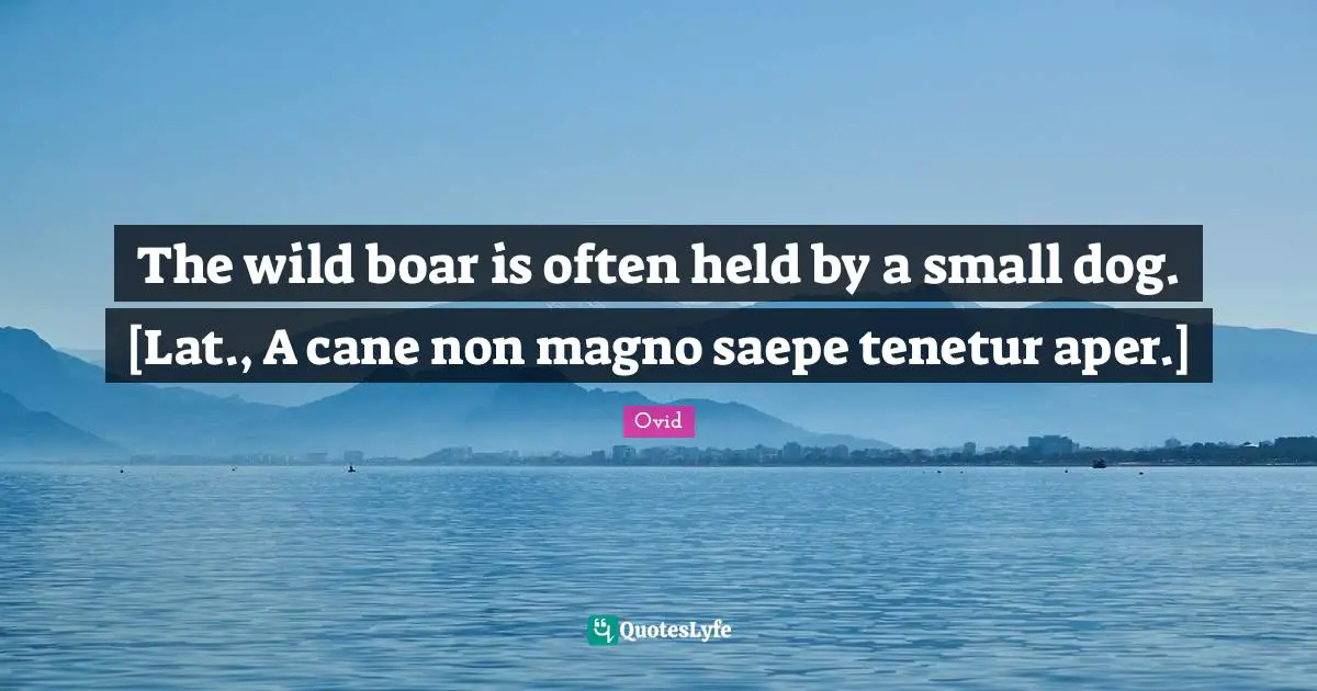 The wild boar is often held by a small dog. [Lat., A cane non magno saepe tenetur aper.]