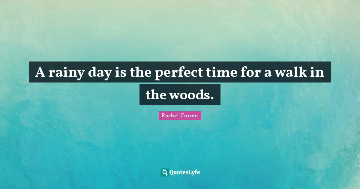Weather Quotes: "A rainy day is the perfect time for a walk in the woods."