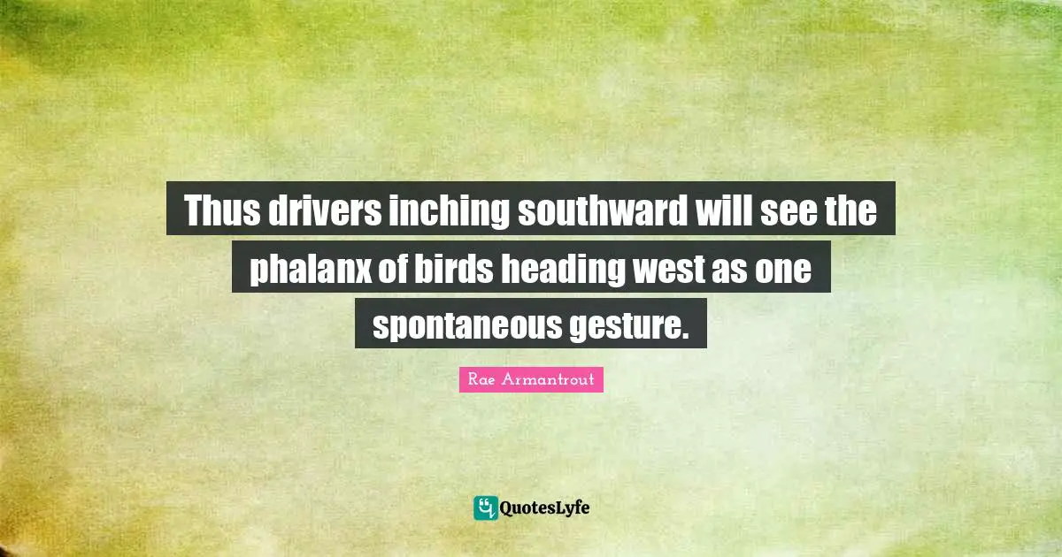 Thus drivers inching southward will see the phalanx of birds heading west as one spontaneous gesture.