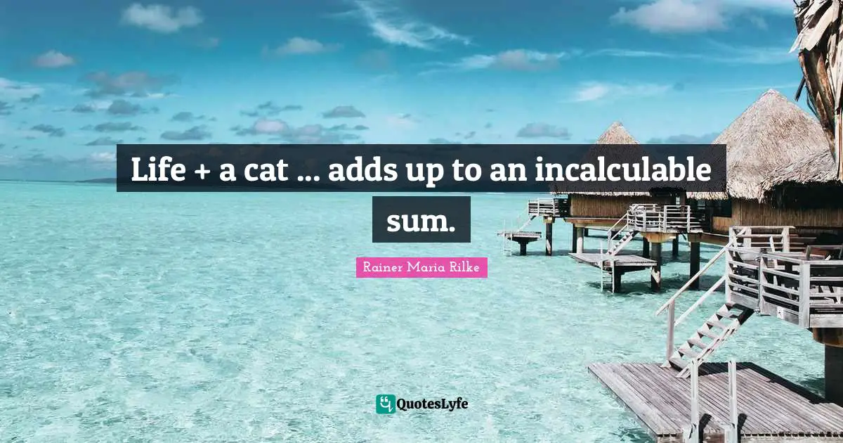 Life + a cat ... adds up to an incalculable sum.