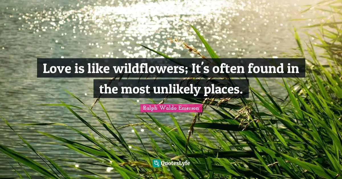 Like Quotes: "Love is like wildflowers; It's often found in the most unlikely places."
