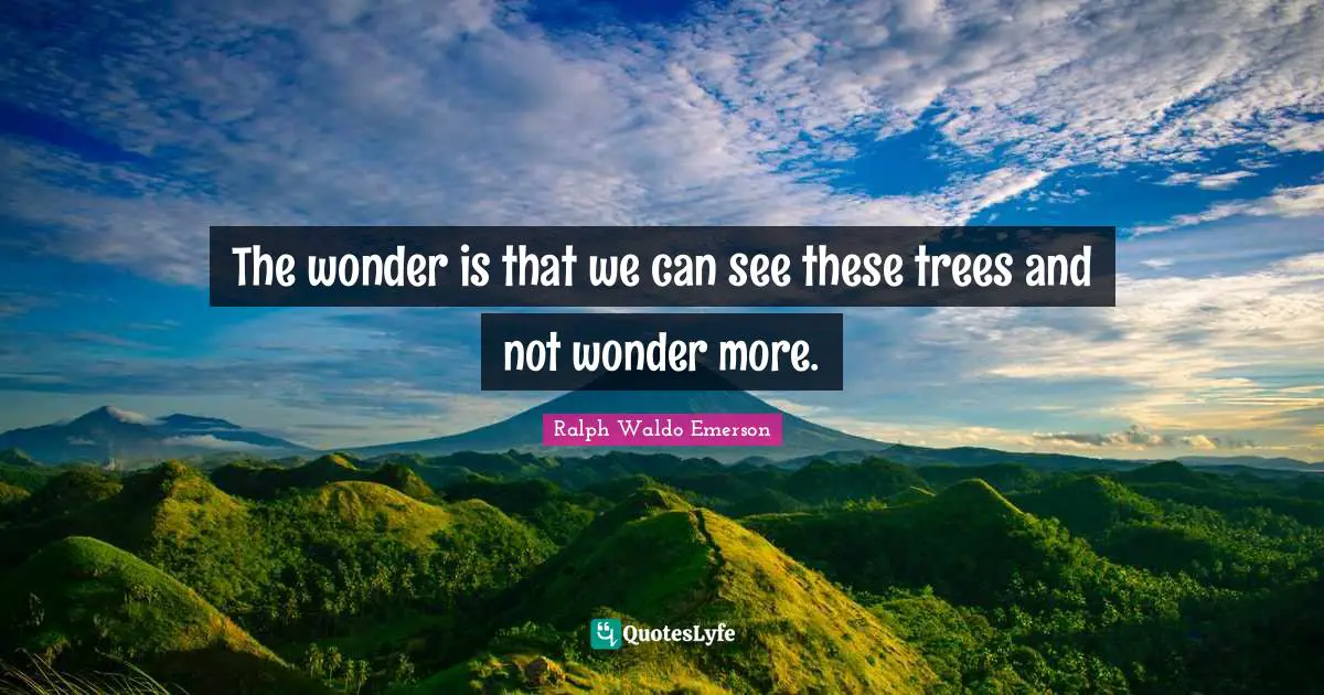 The wonder is that we can see these trees and not wonder more.