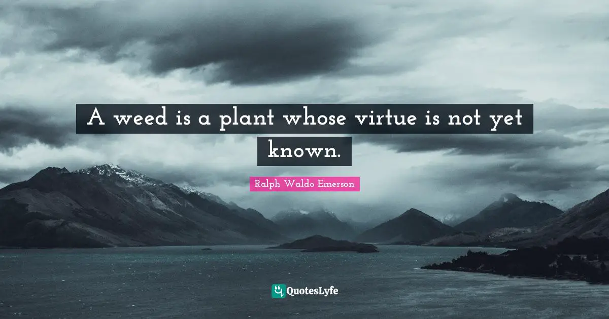 A weed is a plant whose virtue is not yet known.