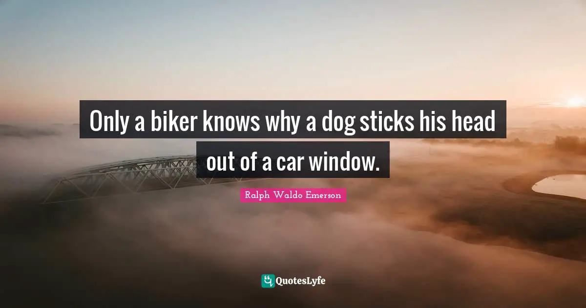 Sticks Quotes: "Only a biker knows why a dog sticks his head out of a car window."