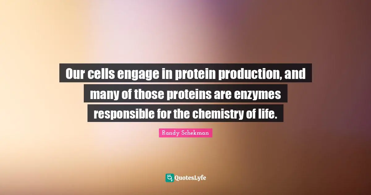 Our cells engage in protein production, and many of those proteins are enzymes responsible for the chemistry of life.