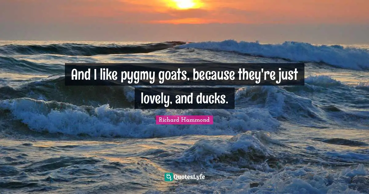 And I like pygmy goats, because they're just lovely, and ducks.