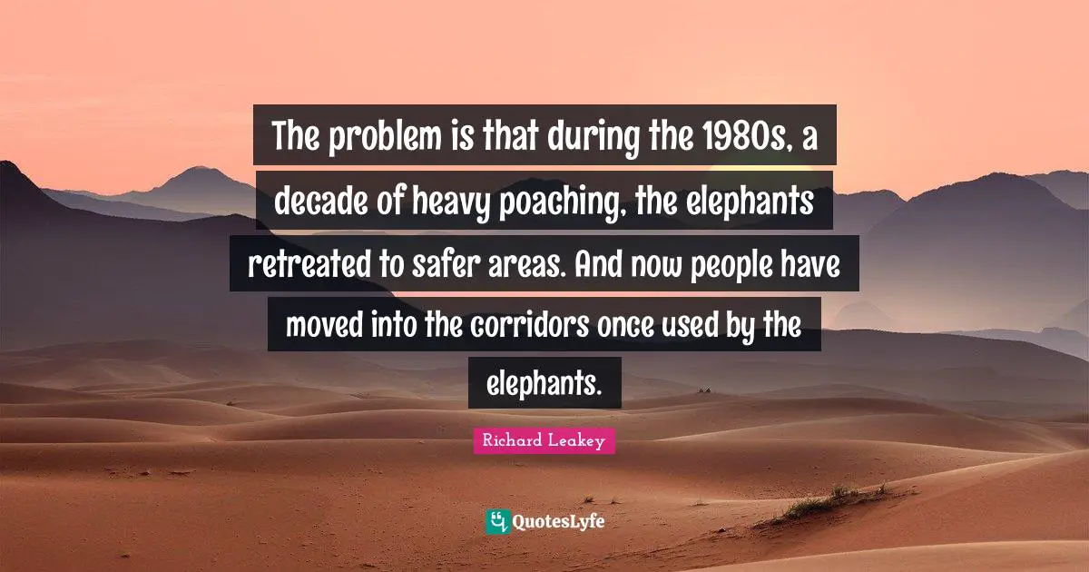 Elephants Quotes: "The problem is that during the 1980s, a decade of heavy poaching, the elephants retreated to safer areas. And now people have moved into the corridors once used by the elephants."